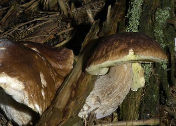 Steinpilz (Boletus edulis) - © Heinz Prelicz
